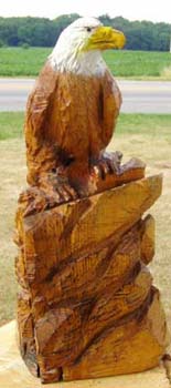 Bald Eagle