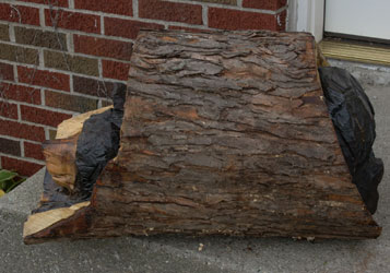 Bear in Log