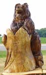 Bear by Stump