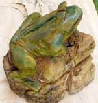 Frog on rocks Frogon rocks