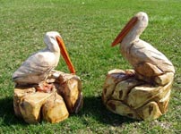 Pelican Pelican