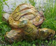 Tortoise Tortoise